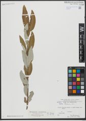 Foto von Salix turanica Nasarow